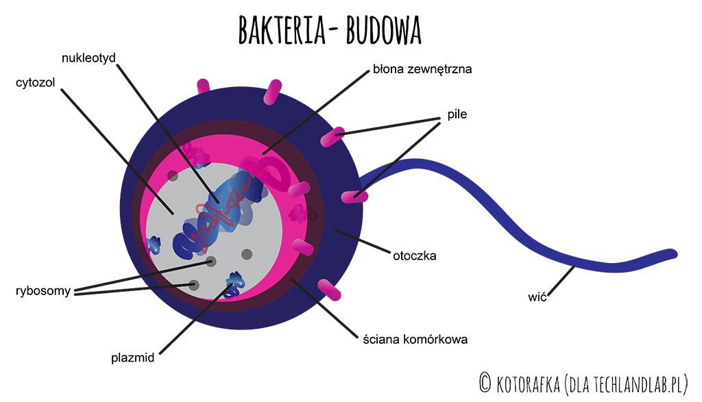 bakteria budowa