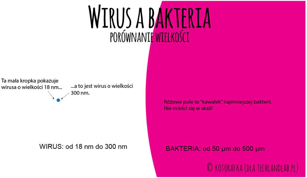 Wirus a bakteria - porównanie wielkości