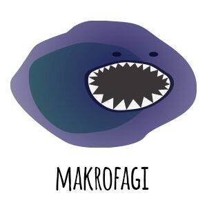makrofagi - odporność
